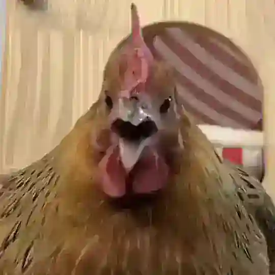 小烧鸡交流群1⃣️