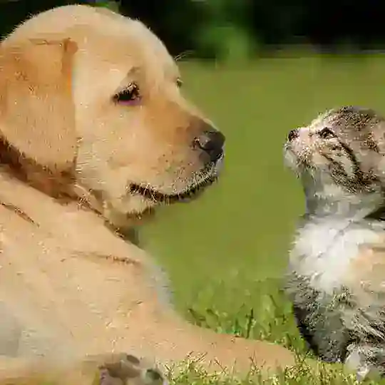 Zotdor Itlar Bozori 🥇