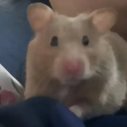 Z͎Q͎_宣传买卖群