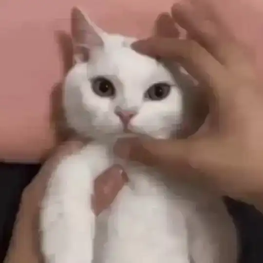 Only Cats