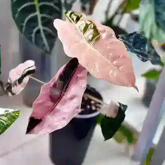 Планета Алоказий💚🌿🪐