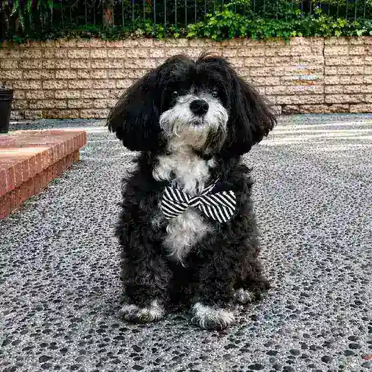 Marvin