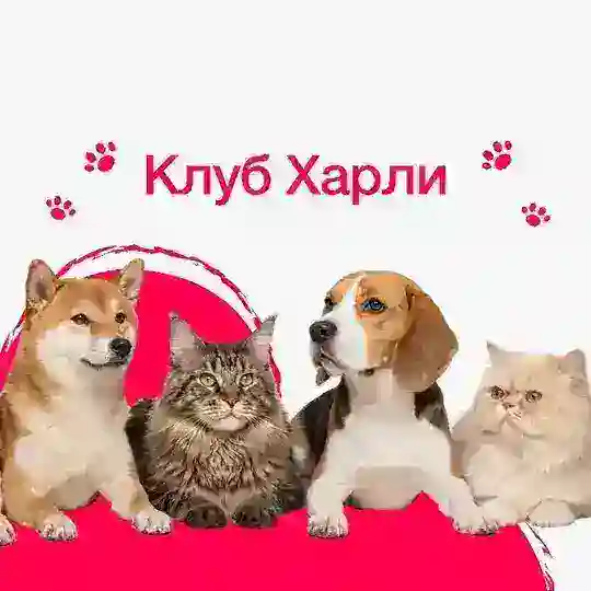 Клуб Харли | Питомцы