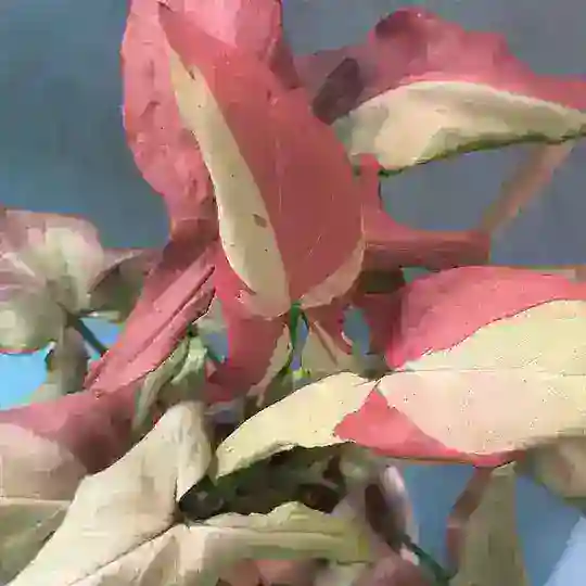 Розовый сингониум