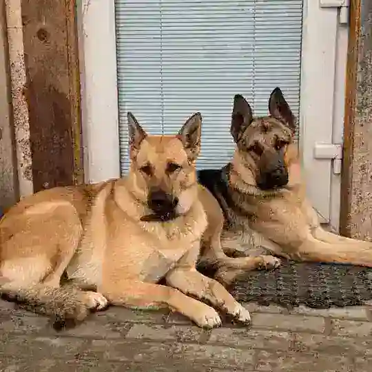 Ищу Шуню и Дика!