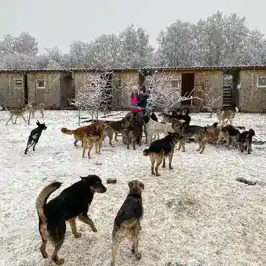 НЕ!ПРИЮТ для животных Татьяны Бурдовой #Приют_ТБ