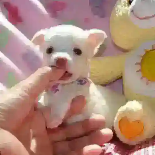 . ̫.сладэнький пирожок чатэк