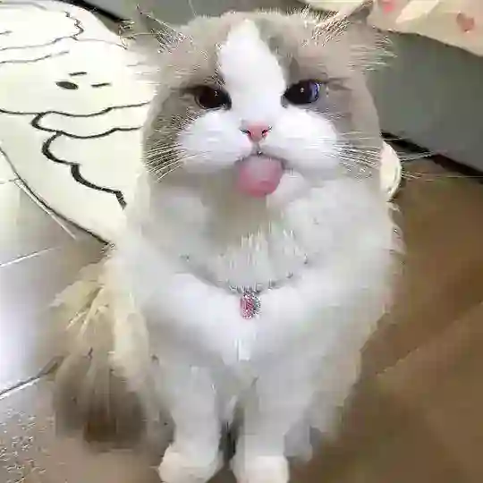 English Chatting šø | Meow Group š¾