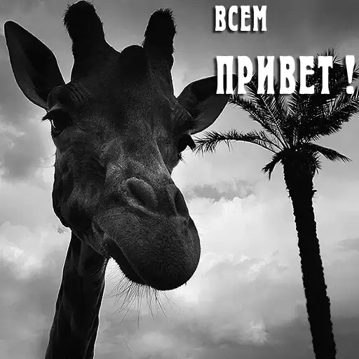 Investment-All.com | MAKSimusProfit black