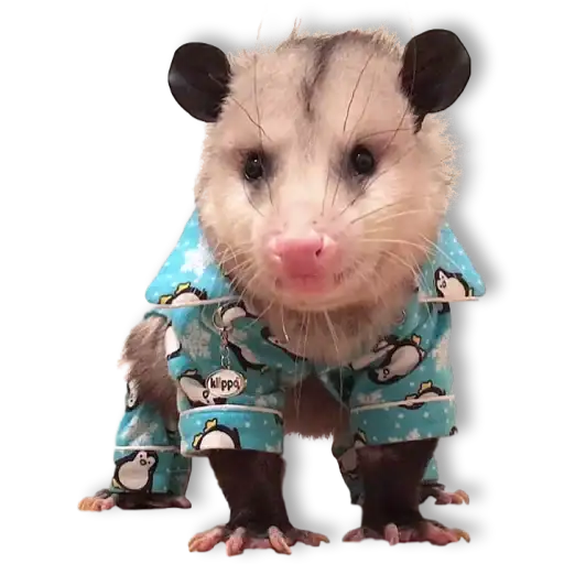 Opossum-Sesame