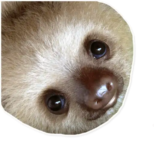 Sloth