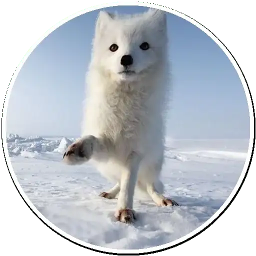 Arcticfoxcoming