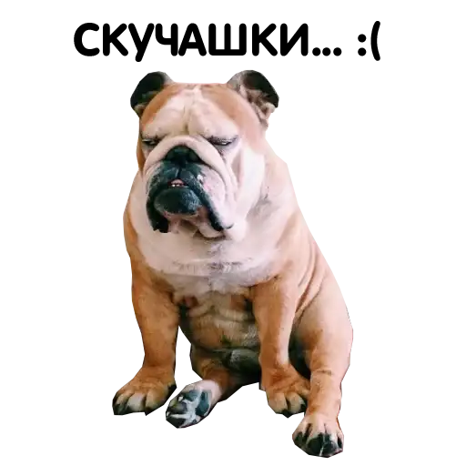 Zhora Only Nuce Sticker Pack 0.1